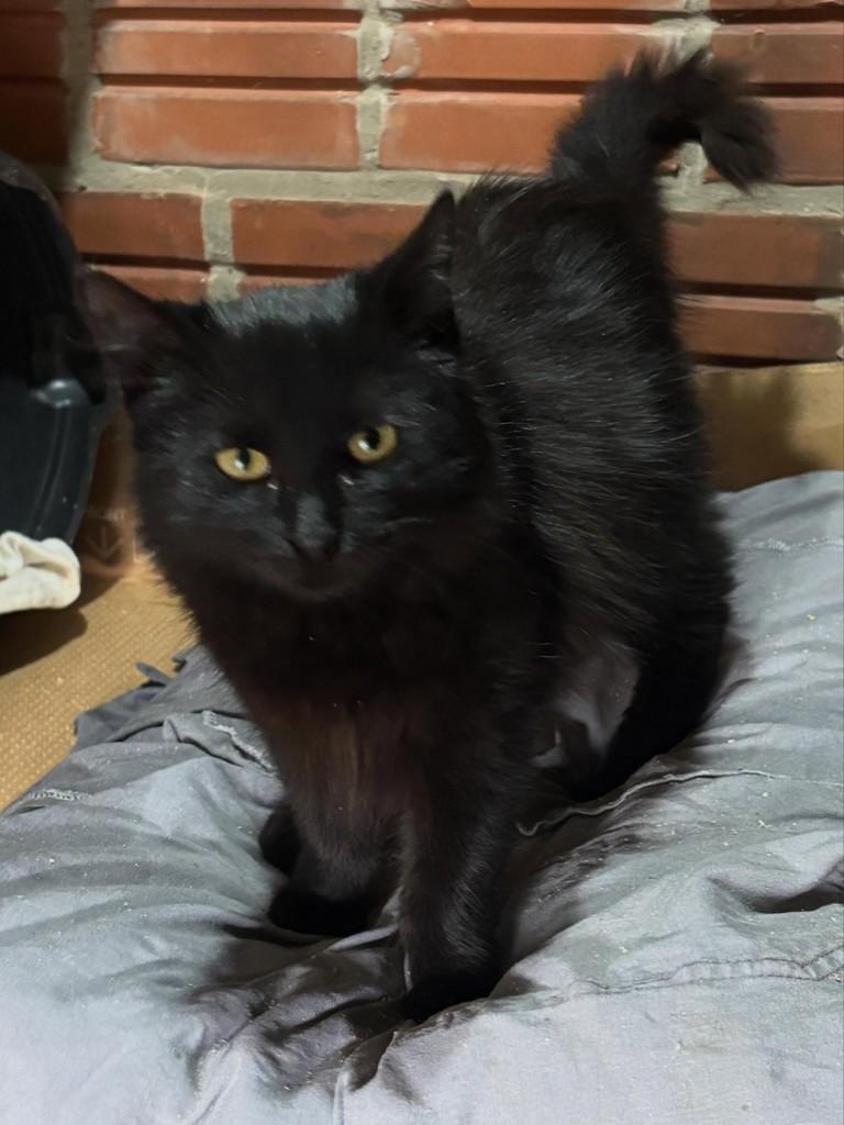Chico, gato de porte pequeno para adoção em Teutônia - RS