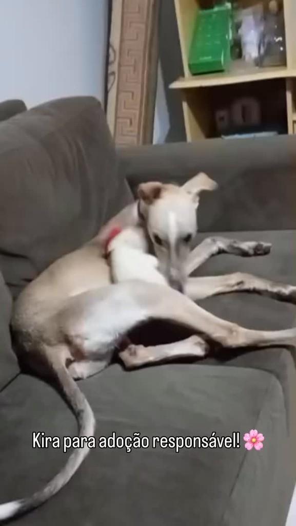 Kira, cachorro de porte pequeno para adoção em Teutônia - RS