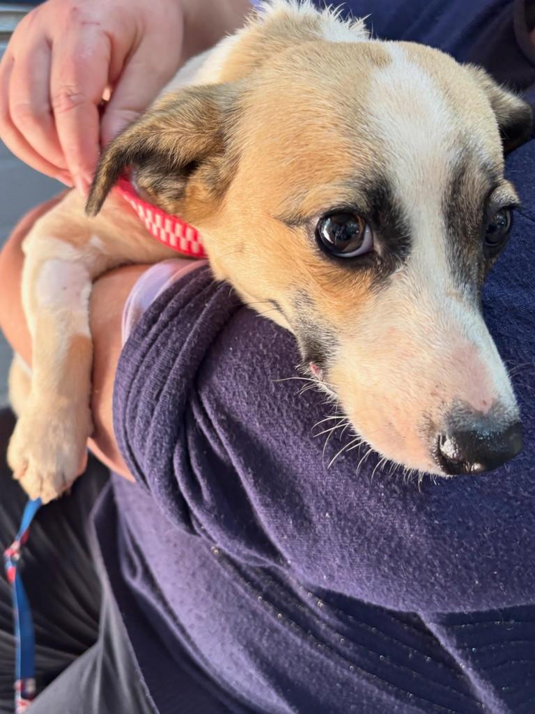Bibiana, cachorro de porte pequeno para adoção em Teutônia - RS