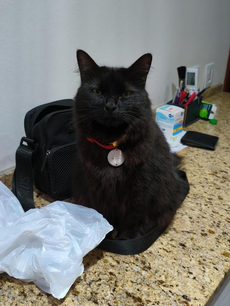 Coruja, gato de porte médio para adoção em Teutônia - RS