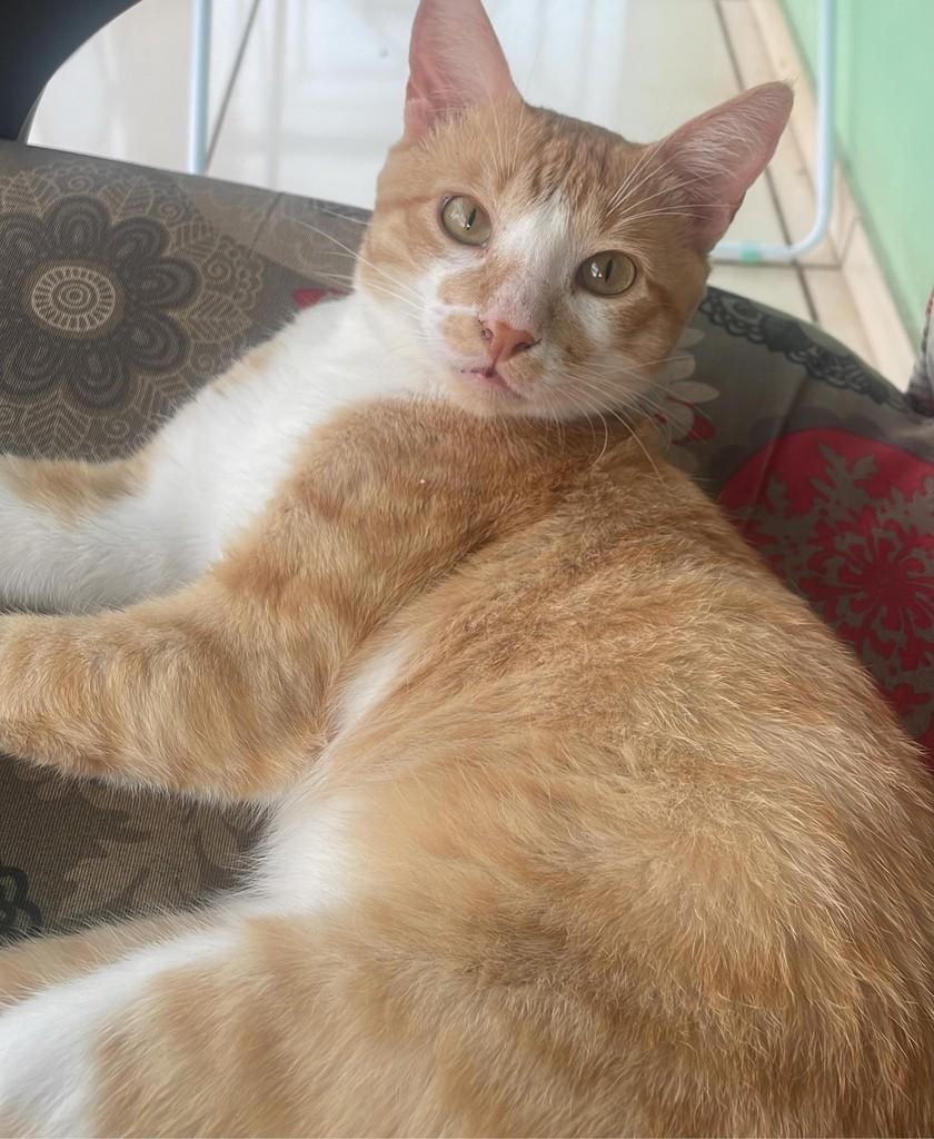 Faísca, gato de porte médio para adoção em Teutônia - RS