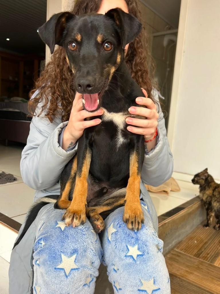 Loki, cachorro de porte médio para adoção em Teutônia - RS