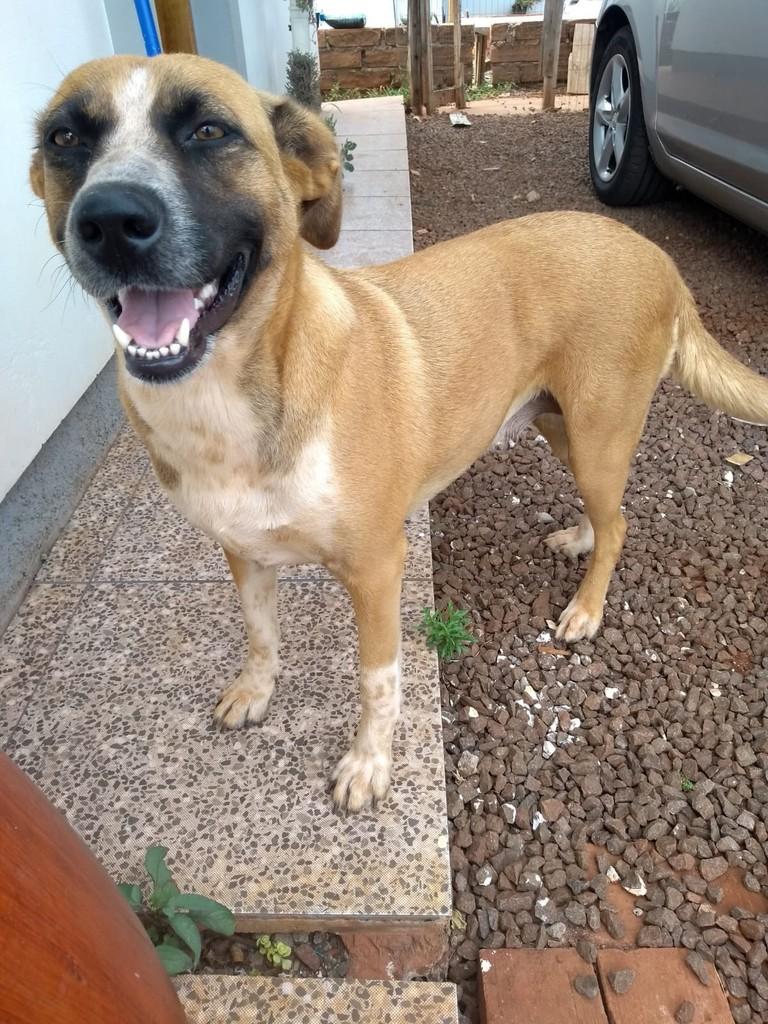 Bella, cadela de porte médio para adoção em Teutônia - RS