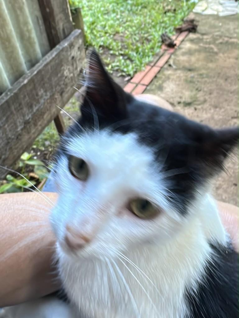 Franjudo, gato de porte pequeno para adoção em Teutônia - RS