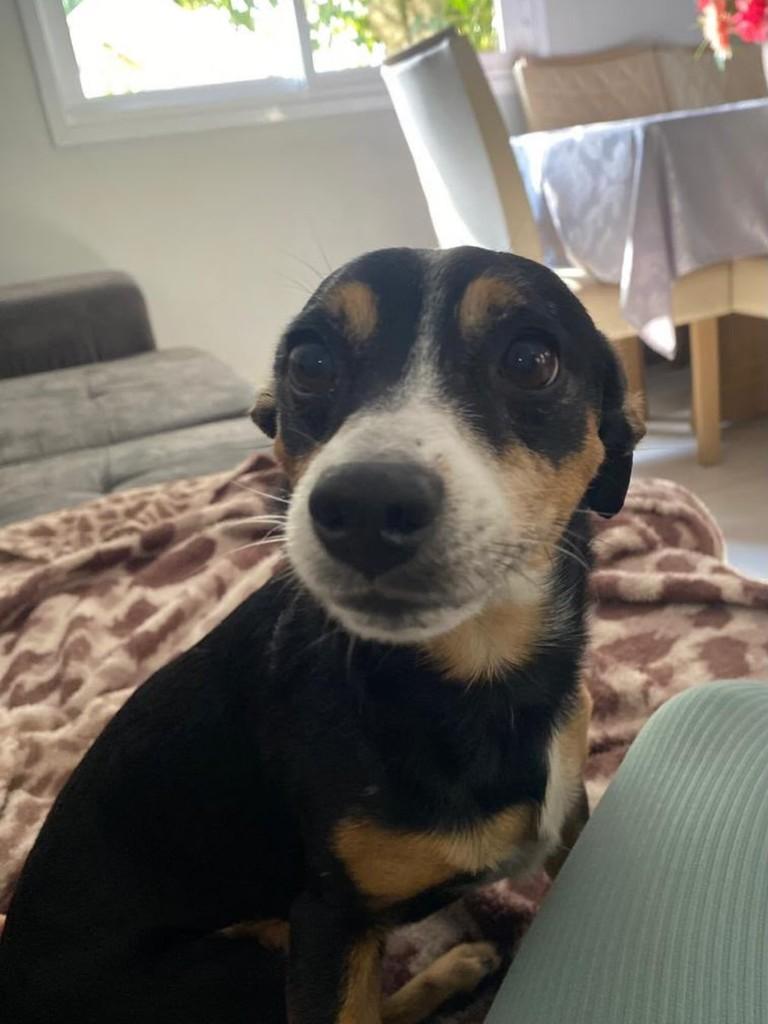 Gurizinho, cachorro de porte pequeno para adoção em Teutônia - RS