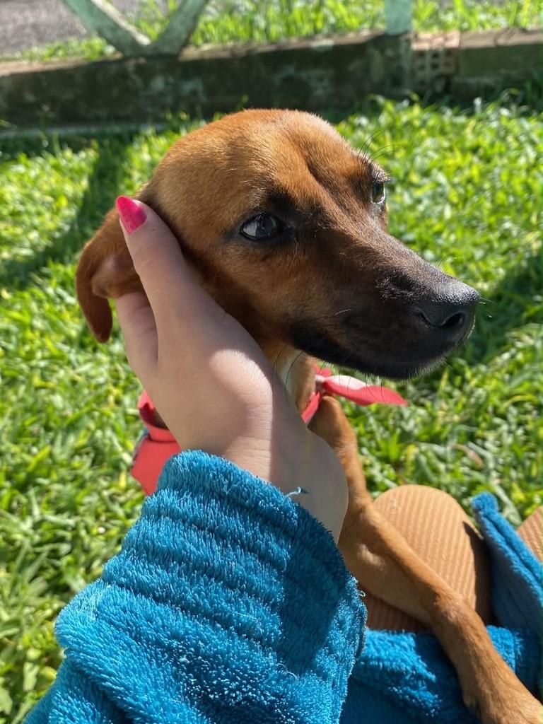 Belinha, cadela de porte pequeno para adoção em Teutônia - RS