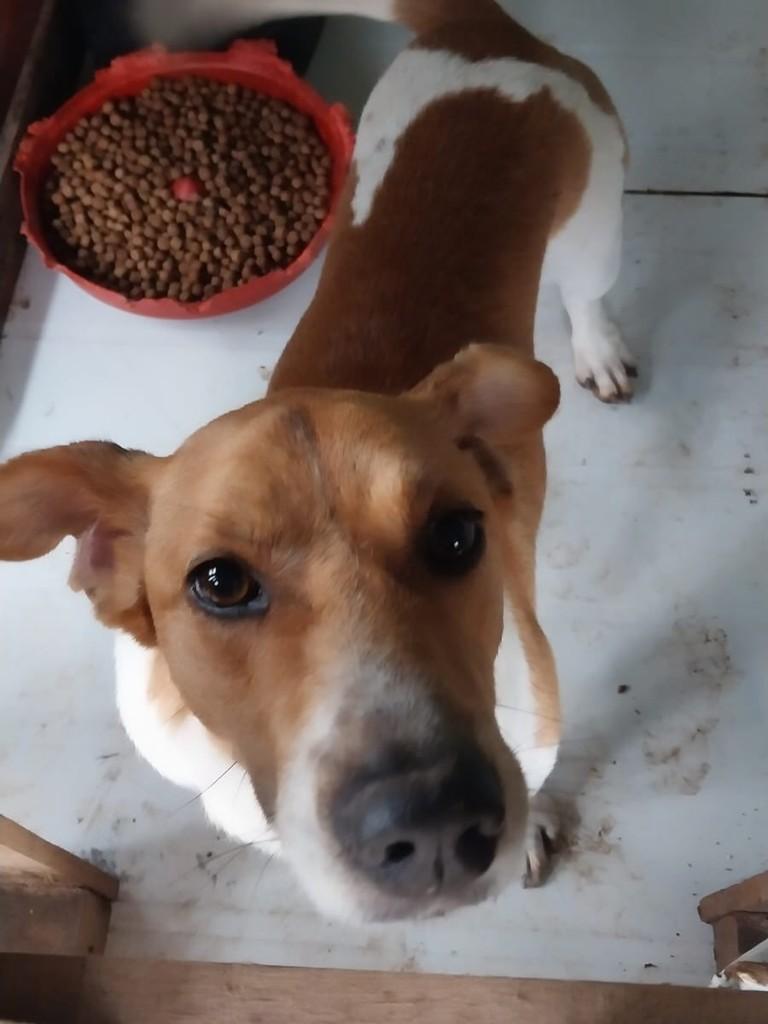 Ozzy, cachorro de porte pequeno para adoção em Teutônia - RS