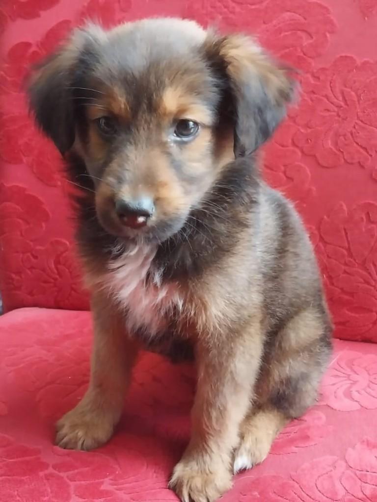 Uma princesa, cadela de porte médio para adoção em Teutônia - RS