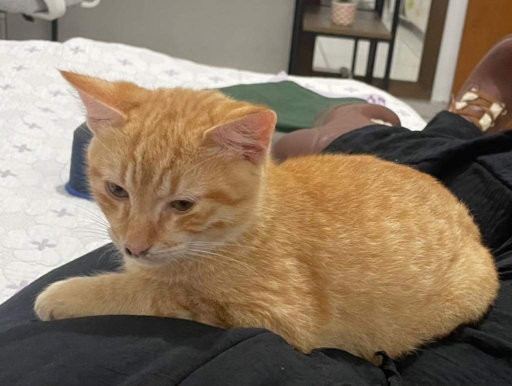 Alemão, gato de porte médio para adoção em Teutônia - RS