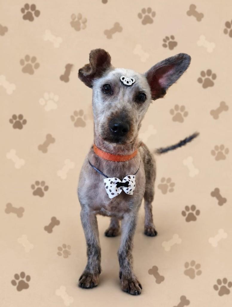 Luffy, cachorro de porte pequeno para adoção em Teutônia - RS