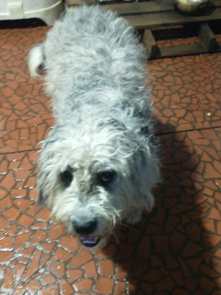 Esmeralda, cadela de porte médio para adoção em Teutônia - RS — foto 2 de 3