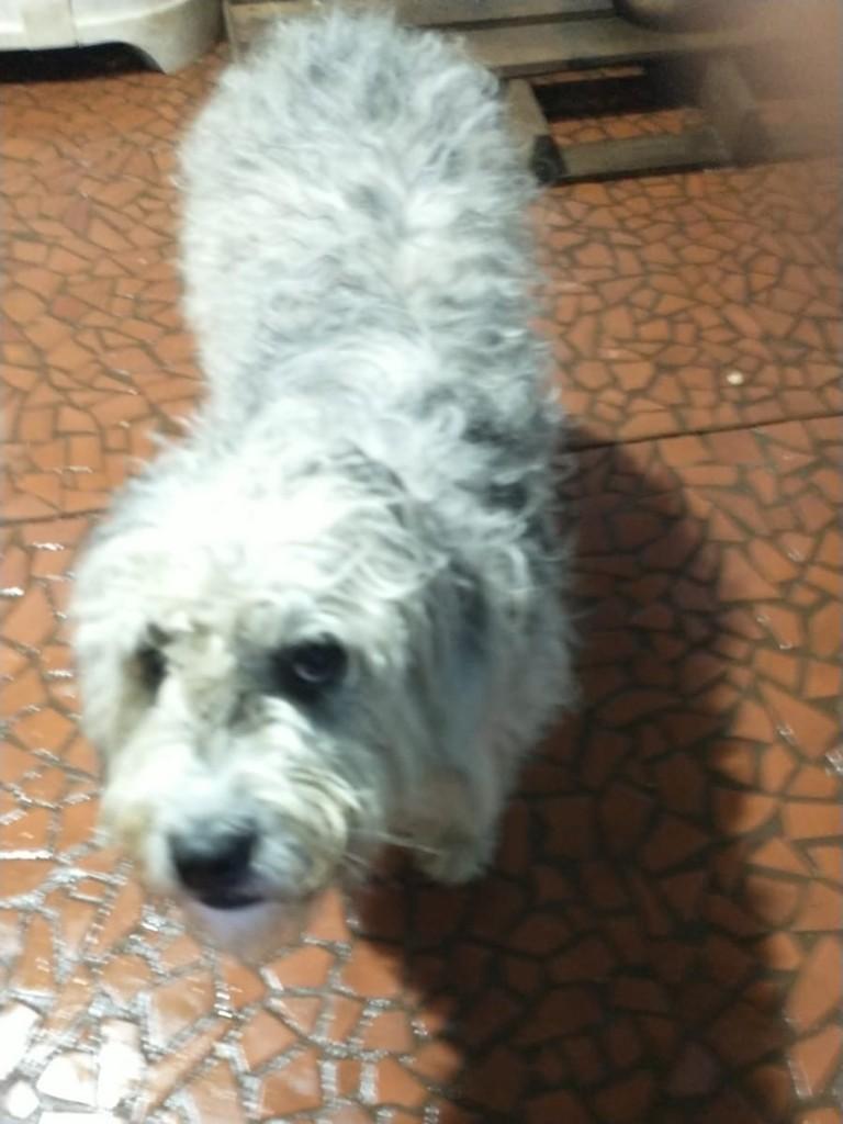 Esmeralda, cadela de porte médio para adoção em Teutônia - RS — foto 3 de 3