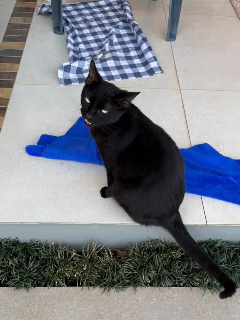 Morceguinha Linda, gata de porte pequeno para adoção em Teutônia - RS
