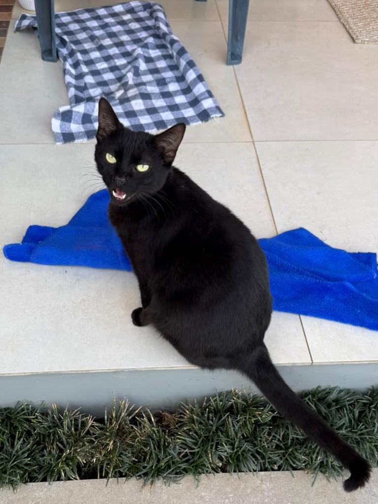Morceguinha Linda, gata de porte pequeno para adoção em Teutônia - RS — foto 2 de 3