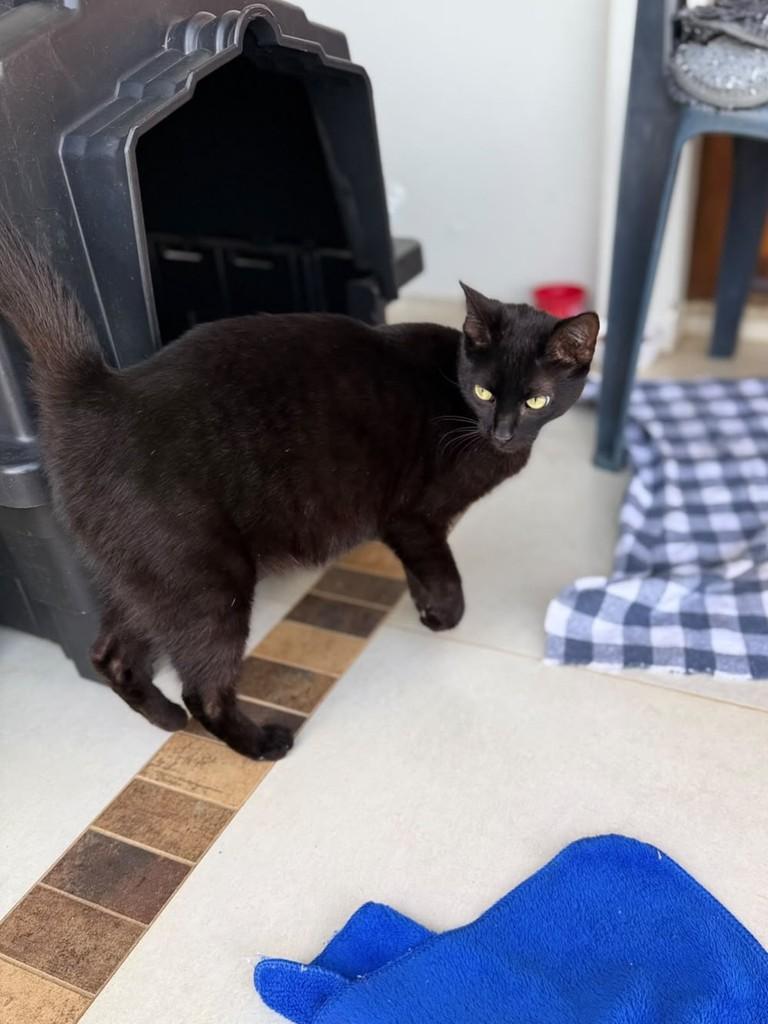 Morceguinha Linda, gata de porte pequeno para adoção em Teutônia - RS — foto 3 de 3