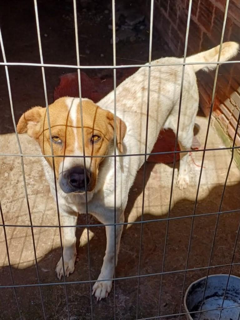 Madonna, cachorro de porte médio para adoção em Teutônia - RS