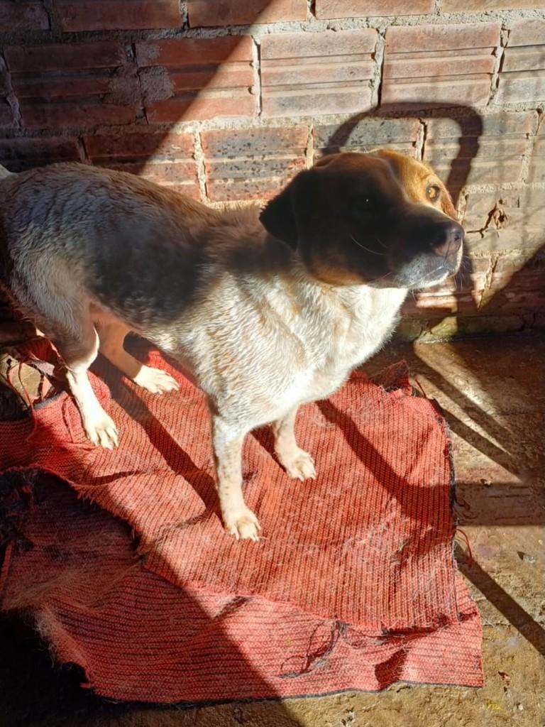 Madonna, cachorro de porte médio para adoção em Teutônia - RS — foto 2 de 3