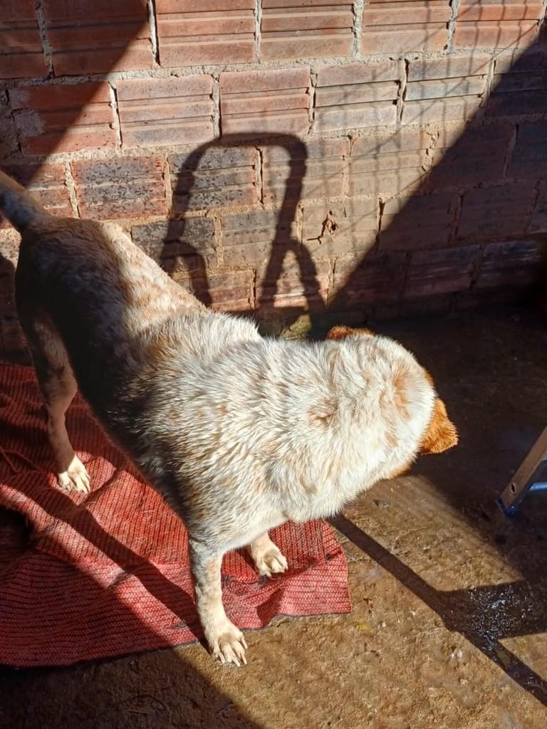 Madonna, cachorro de porte médio para adoção em Teutônia - RS — foto 3 de 3