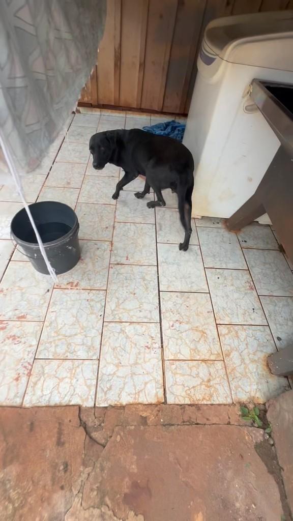 Madá, cachorro de porte médio para adoção em Peabiru - PR