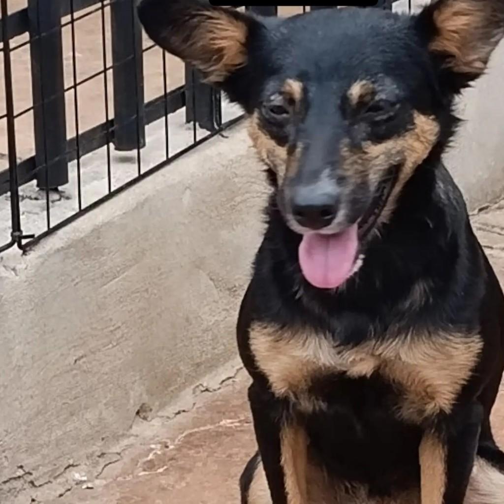 Belinha, cachorro de porte médio para adoção em Jataí - GO