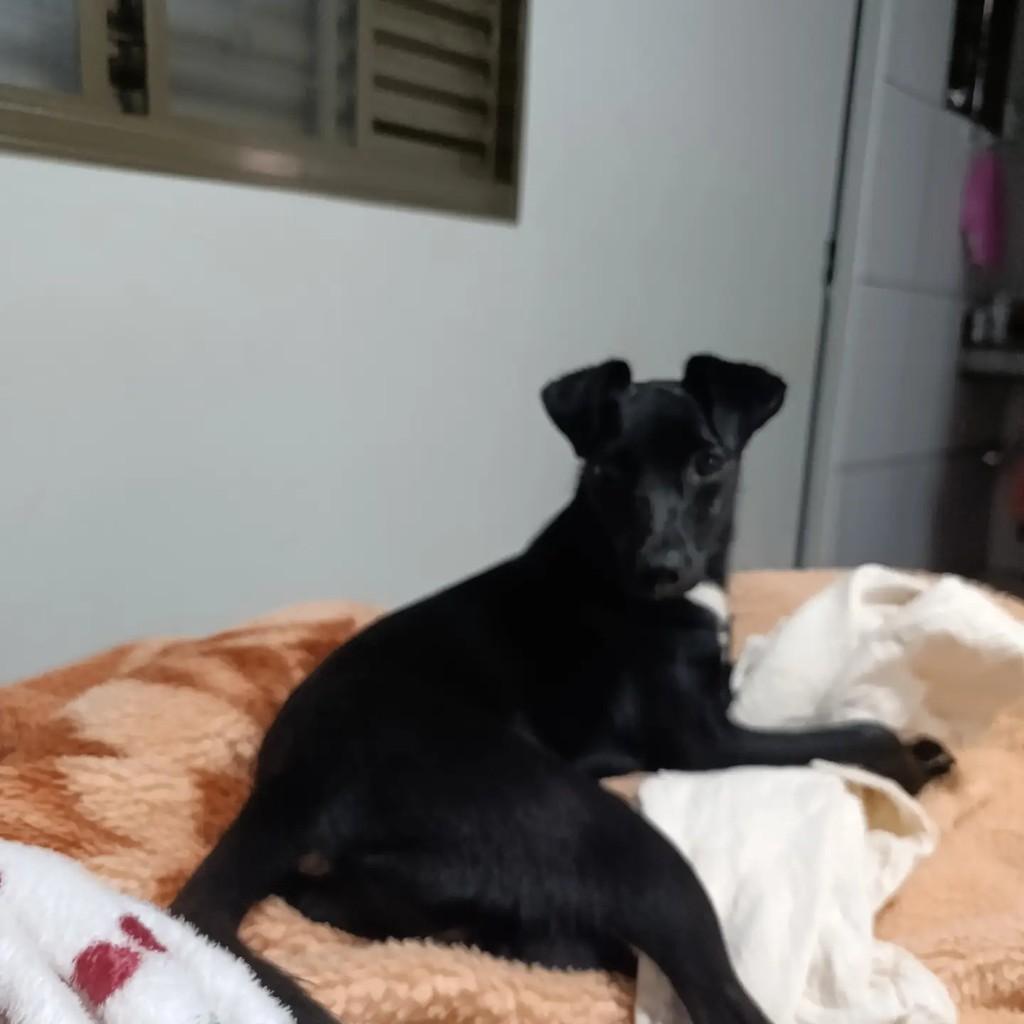 Safira, cadela de porte pequeno para adoção em Jataí - GO
