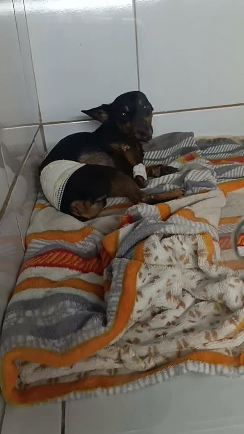 Robinho, cachorro de porte pequeno para adoção em Jataí - GO