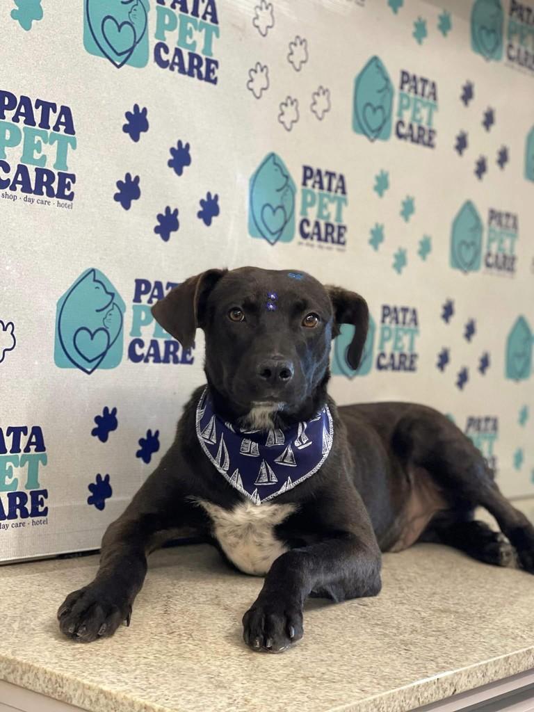 Preto, cachorro de porte médio para adoção em Passo Fundo - RS