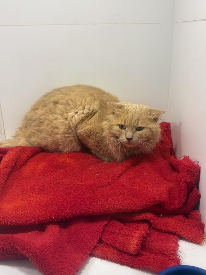 Jake, gato de porte médio para adoção em Passo Fundo - RS