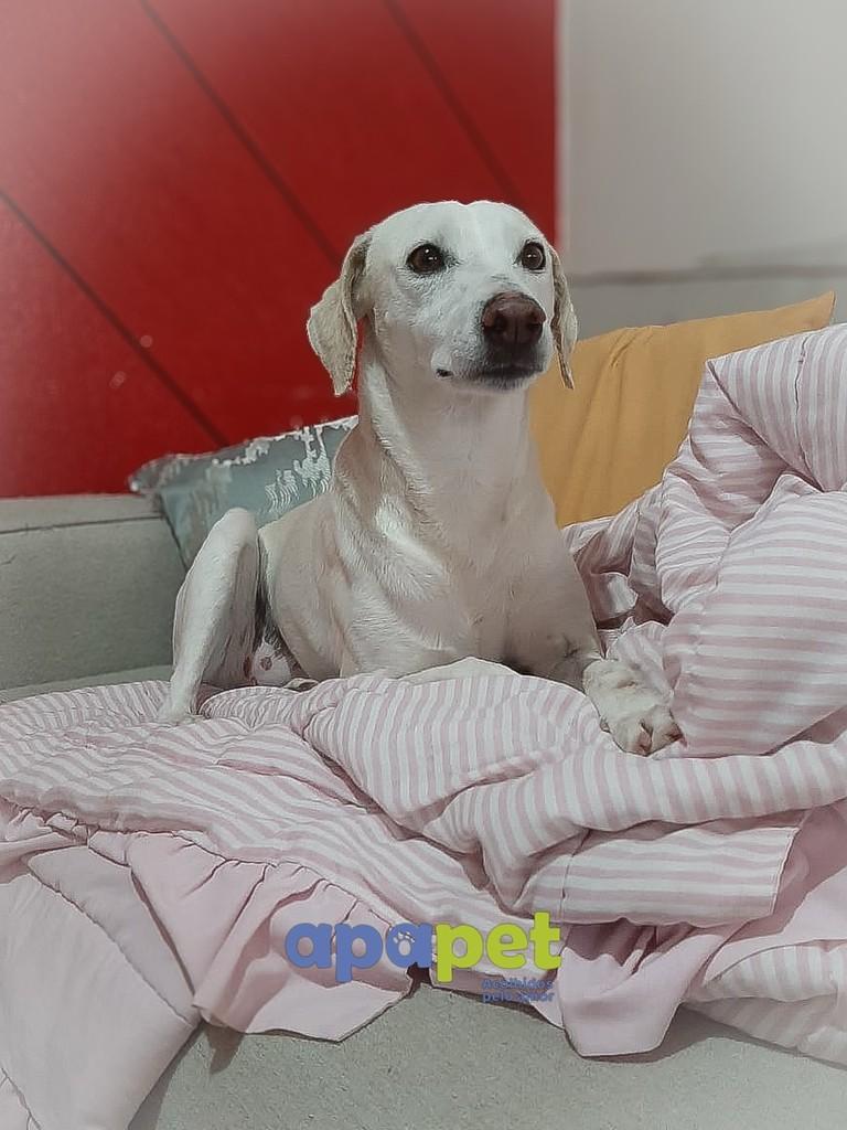 Cisa, cadela de porte médio para adoção em Passo Fundo - RS