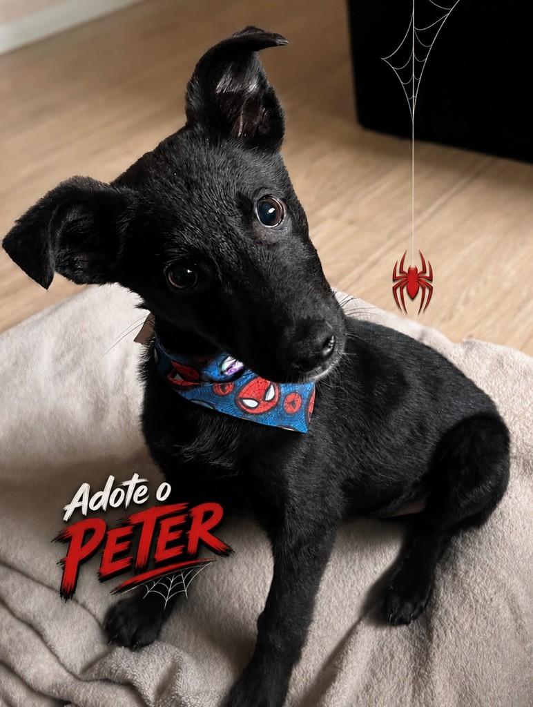 Peter, cachorro de porte médio para adoção em Passo Fundo - RS