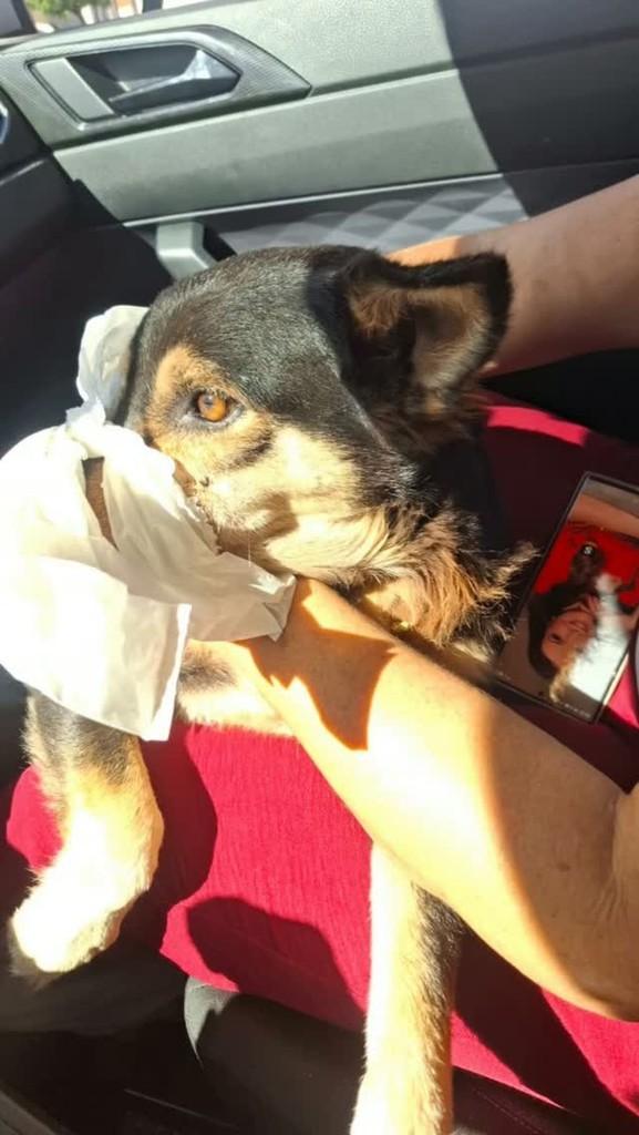Lobinha Bolota, cadela de porte médio para adoção em Picos - PI