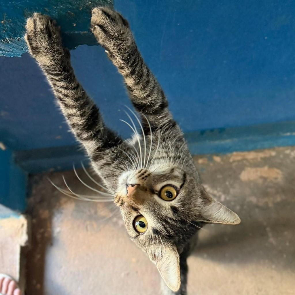 Pedrinho, gato de porte médio para adoção em Penápolis - SP