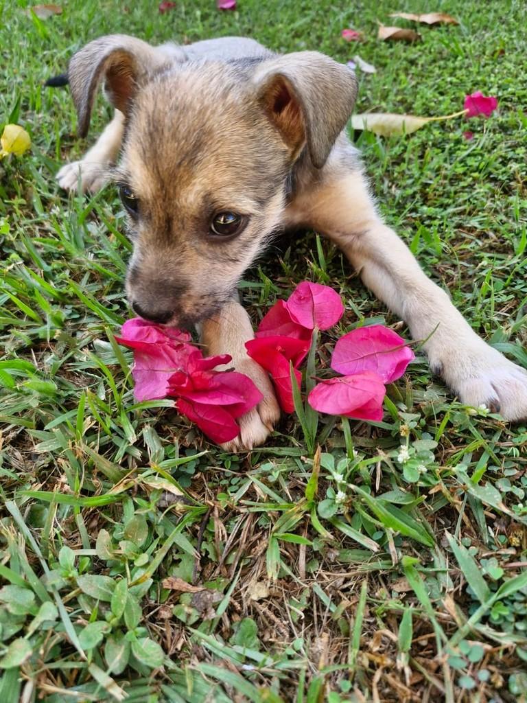 Flor, cachorro de porte pequeno para adoção em Penápolis - SP