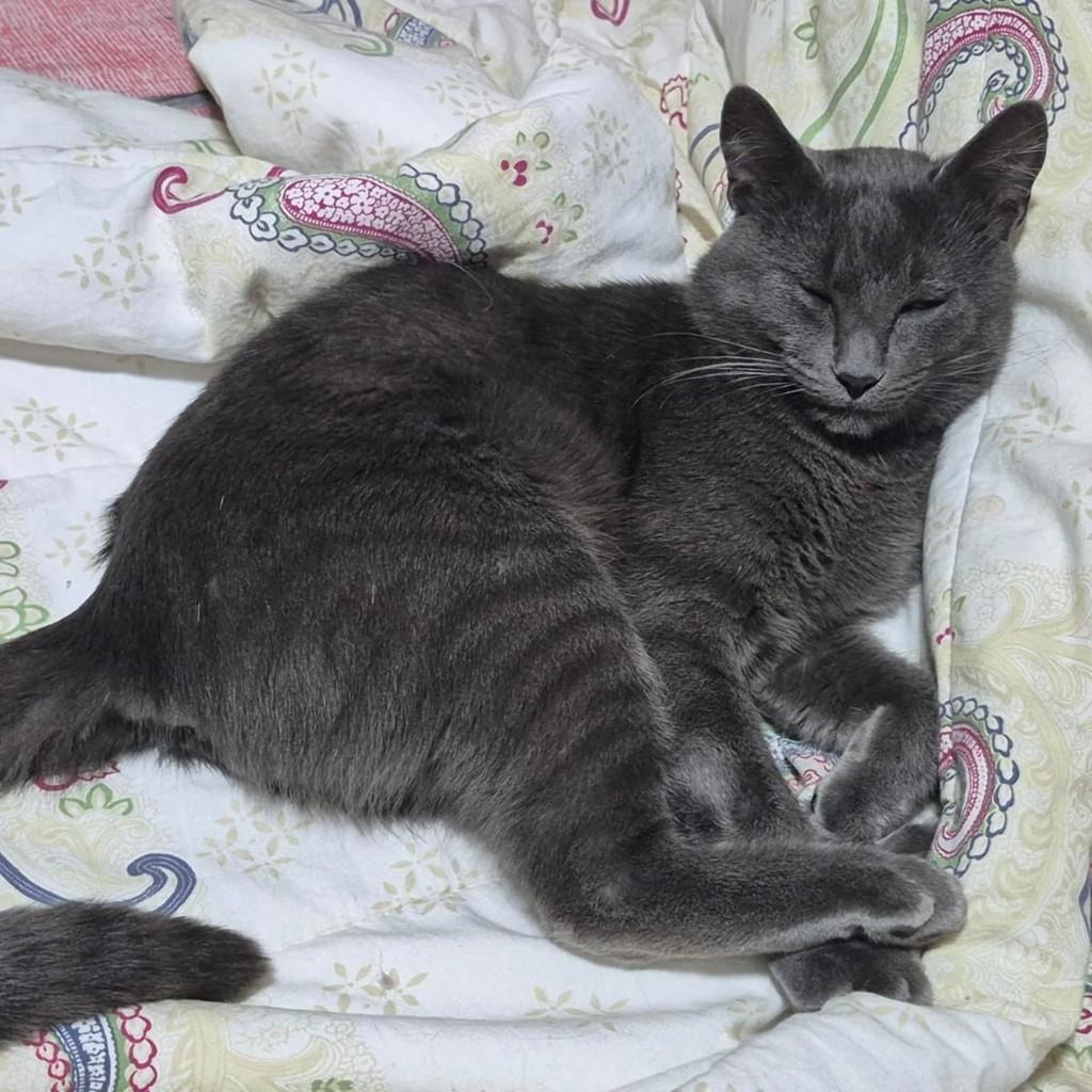 Kovu, gato de porte médio para adoção em Penápolis - SP