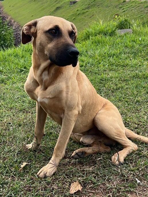 Caramelo, cachorro de porte médio para adoção em Piratuba - SC