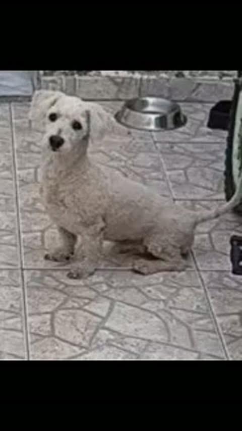Pingo, cachorro de porte médio para adoção em Pombal - PB
