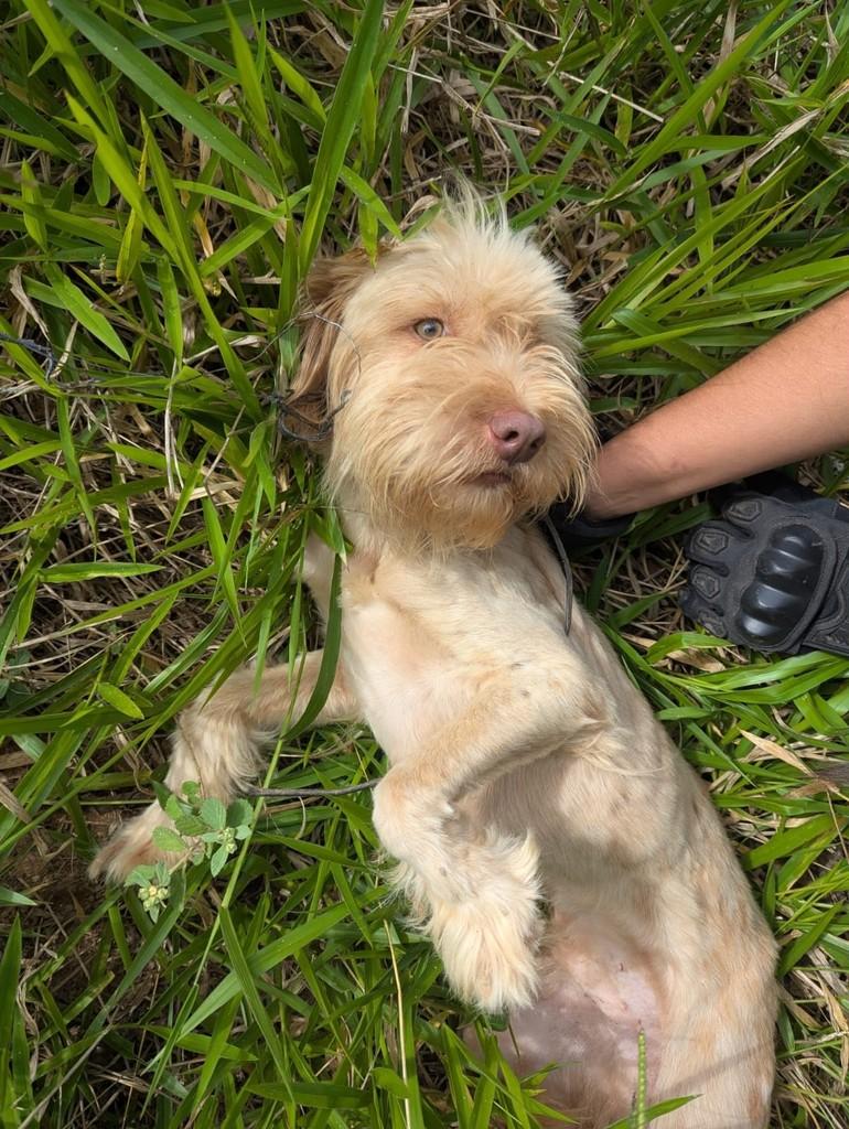 Guerreiro, cachorro de porte grande para adoção em Itapecerica - MG