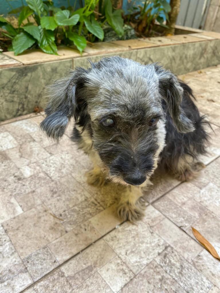Cachorrinha, cadela de porte pequeno para adoção em Queluz - SP
