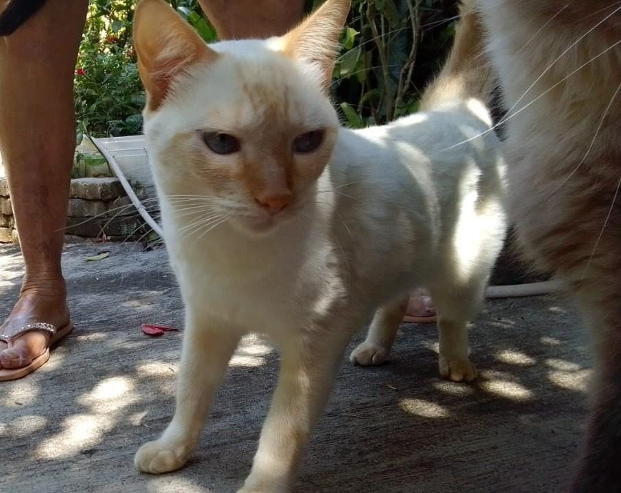 Jerry, gato de porte pequeno para adoção em Queluz - SP