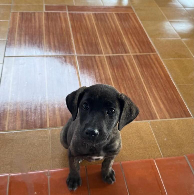 Pretinha, cachorro de porte pequeno para adoção em Reserva do Iguaçu - PR