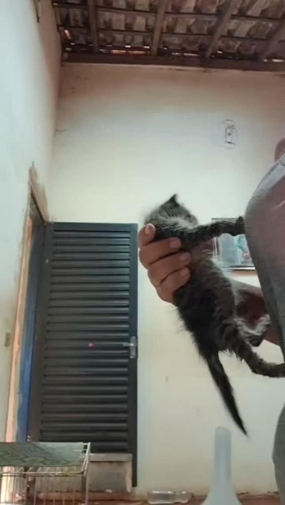 Moranguinha, gata de porte pequeno para adoção em Ibitinga - SP