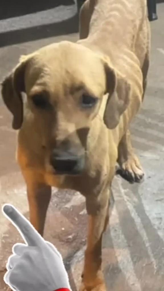 Boêmia, cachorro de porte médio para adoção em Ibitinga - SP