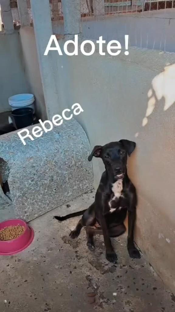 Rebeca, cadela de porte médio para adoção em Ibitinga - SP