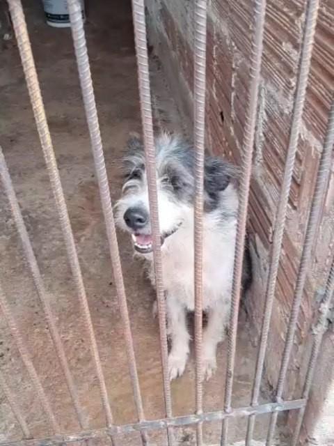 Spock, cachorro de porte médio para adoção em Ibitinga - SP