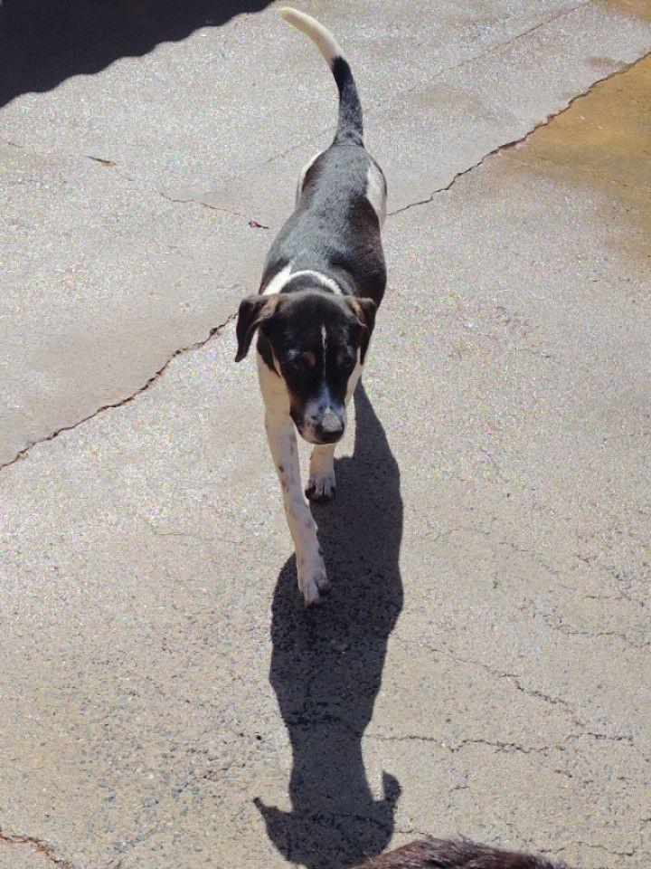 Folia, cachorro de porte pequeno para adoção em Ibitinga - SP