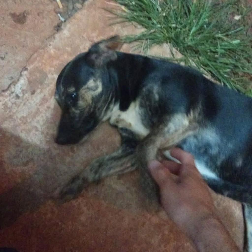 Cachorra, cadela de porte pequeno para adoção em Ibitinga - SP