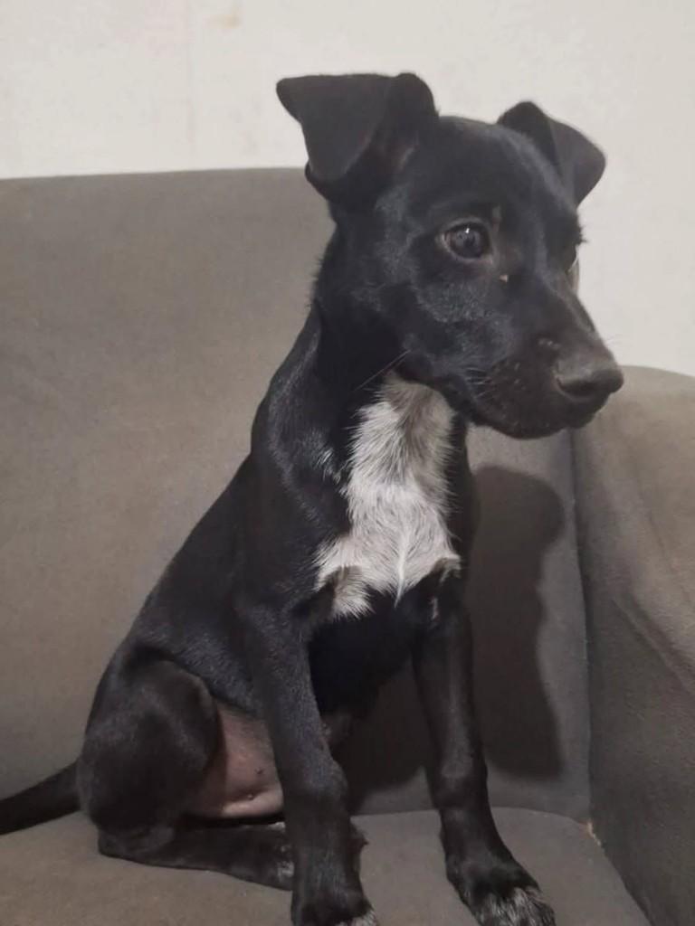 Black, cachorro de porte pequeno para adoção em Ibitinga - SP