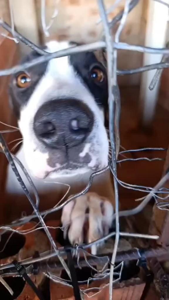 Bombeiro, cachorro de porte médio para adoção em Ibitinga - SP