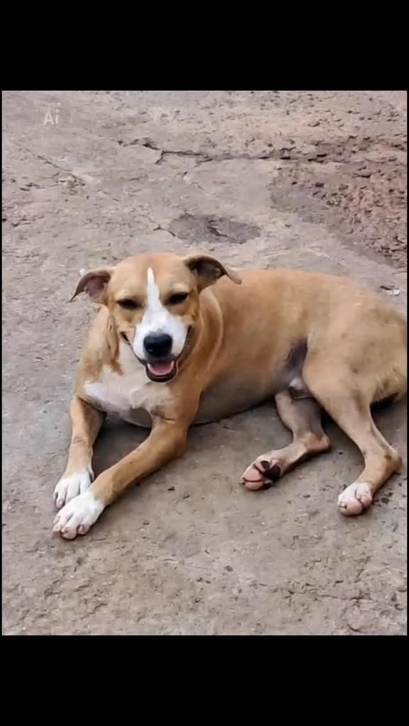 Vitório, cachorro de porte médio para adoção em Ibitinga - SP