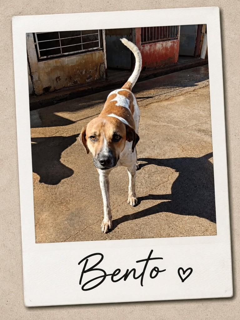 Bento, cachorro de porte médio para adoção em Ibitinga - SP